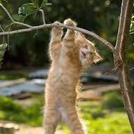 joshuajapodaca's profile picture. Hang in there!