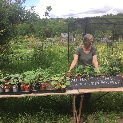 #organic #community #allotment project at Whetstone Stray Allotments. Sessions on Tuesdays for depression/anxiety/cost of living crisis - Volunteers welcome!
