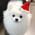 ポメ太⚡D2Cマーケ犬 (@pometasan) Twitter profile photo ポメ太⚡D2Cマーケ犬 (@pometasan) Twitter profile photo