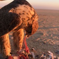 فالح | (@tsleeh) 's Twitter Profile