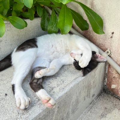 daikish0166re's profile picture. サッカー部 // 総合商社 / / オーストラリア留学 // TOEIC875 //関関同立