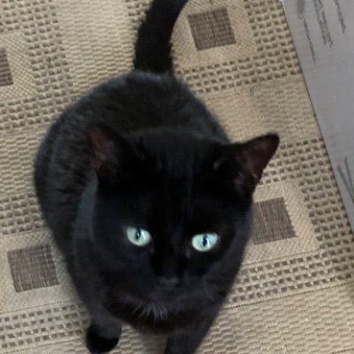 Austin943C's profile picture. In awe of God..yes I have changed into a cat 🐈‍⬛