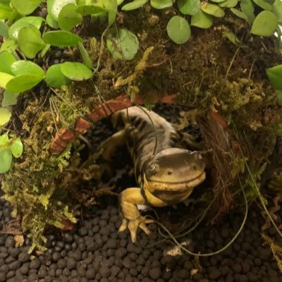 marumesandesu's profile picture. 田舎生まれ田舎育ち