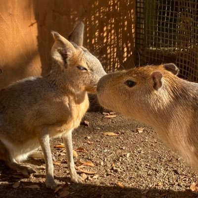 ✱飼育員のおねえさん(2021/12～)✱『動物も人もみんなニコニコ幸せにする』✱レッサーパンダ・カピバラ・マーラ担当✱大型草食動物の担当を目指してます🦒🐘🦛🦏✱動物の情報・動物園の情報知りたい✱つぶやきはほとんど自分のこと📝➿