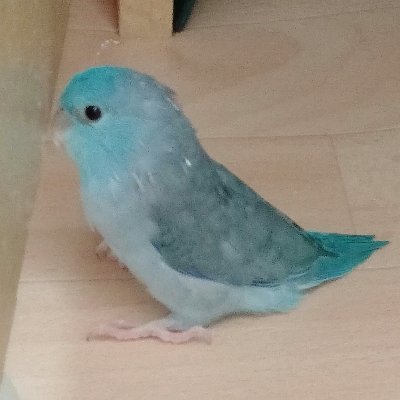 インコのマメルリハを探してます。
初心者で慣れていませんが、宜しくお願い致します。