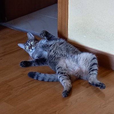 firemelon23's profile picture. 