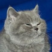 #humtwt ime. evri litl,, grey kat evr!! he/him banner by @bricheesedraws