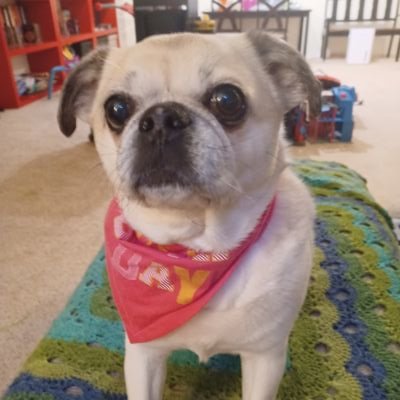 DebBourgeois1's profile picture. 