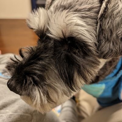 LukeSchnauzer Profile Picture