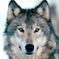 Davincci (@davincci6970) 's Twitter Profile