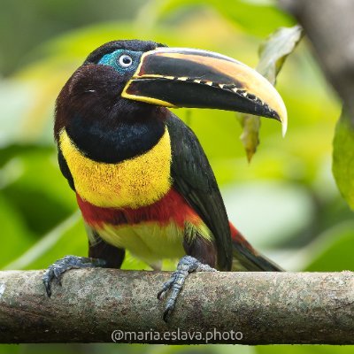 Fotógrafa de naturaleza. Abogada.