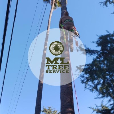 MLtreeservice's profile picture. ML Tree Service Offers Tree Services in Redwood City, CA 94063