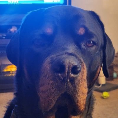 TyceKoenig's profile picture. 