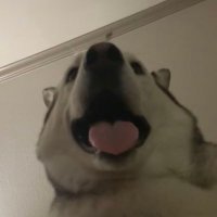 laura v (@loud_uh) 's Twitter Profile