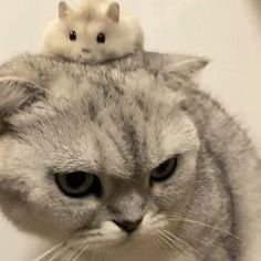 tiramisu813's profile picture. 스윗남 잼런성이 👼🏻💫