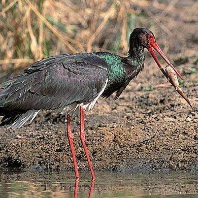 alvatlas's profile picture. 