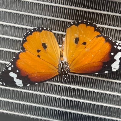 iam_velu88's profile picture. அரசியல் பிழைத்தோர்க்கு அறம் கூற்றாகும்.. -- இளங்கோஅடிகள்.