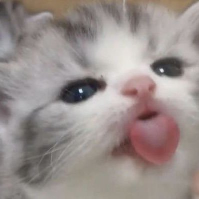 berbbua's profile picture. 