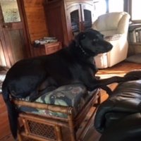 Fretfulpig (@fretfulpig) 's Twitter Profile Photo Fretfulpig (@fretfulpig) 's Twitter Profile Photo