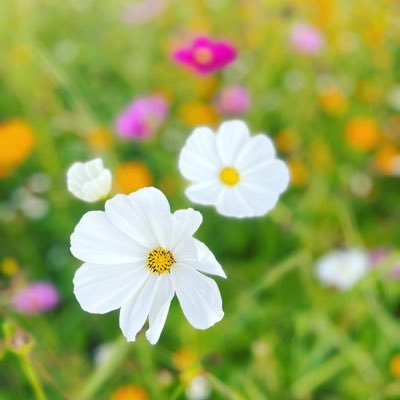 ThirXya's profile picture. เล่นตะกร้อเก่ง