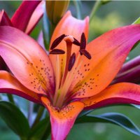RetiredTeach51 (@janetkocis) 's Twitter Profile