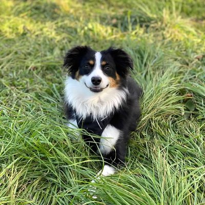 cosmobdoggy's profile picture. 