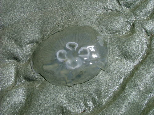 shirl2001's profile picture. Happy Nana