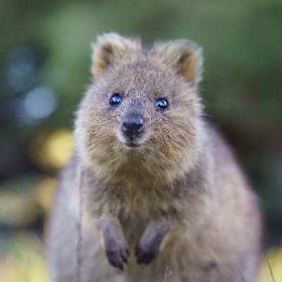 Rottnest Island