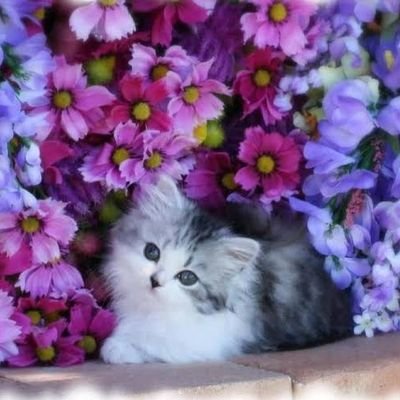 abanakrajanto's profile picture. 