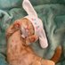gatito con orejas de conejo (@dvn3x) Twitter profile photo