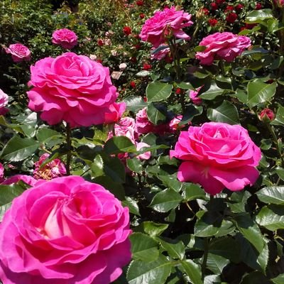 4euClqaH0G8TOva's profile picture. ツィッターは楽しみたいと思いはじめました😊
趣味は手作り、パッチワークなどしています🎵
今は二人の孫の成長が楽しみです😌💓
ビジネス、勧誘はお断りします🙏