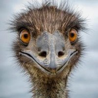 flippant_emu2(@FlippantEmu2) 's Twitter Profile Photo