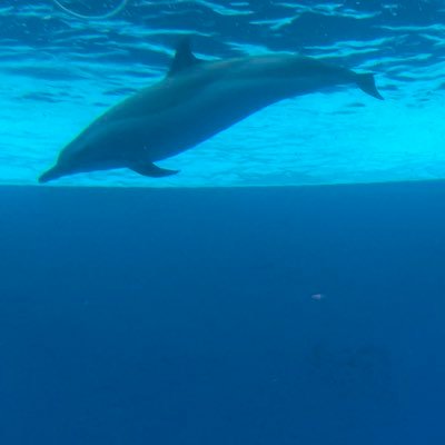 divetodeepsea's profile picture. Go,go and see my love.