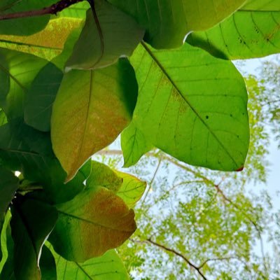 shalbu1's profile picture. أحب نفسي