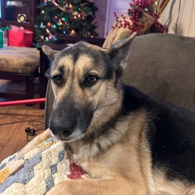 AstridLanich's profile picture. 