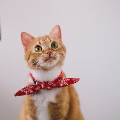 CatMakesAWish's profile picture. 看可愛小動物//不會說人話已經放棄說人話//無良黑X把我的舊書簽弄丟了！！！