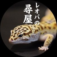 レオパの尋屋 じんぺー (@leopanojinya) 's Twitter Profile Photo レオパの尋屋 じんぺー (@leopanojinya) 's Twitter Profile Photo