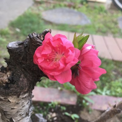 citt0903's profile picture. 成人済　無言フォローすみません