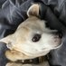 James Gerbino (@werechihuahua) Twitter profile photo James Gerbino (@werechihuahua) Twitter profile photo