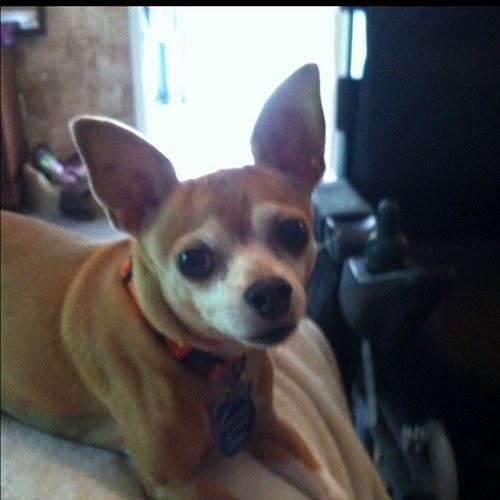 ChiliEsq's profile picture. Chili Esq. is the first real dog attorney in the U.S. He specializes in cases of tasteless treats,bumpy bedding,limited pee breaks,and ugly clothing.Email Chili