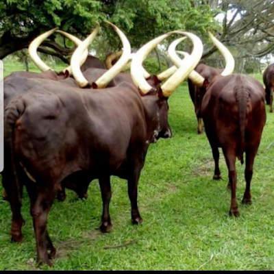 Am tour operator,Farmer,conservationist, activist, ambassdor ankole Long horned cattle, entrepreneur, Uganda honey, (+256)0781494779/(+256)0706136645