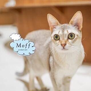 人気の猫カフェCat Café MOFFがアリオ倉敷にOPEN✨ アリオ倉敷2階(岡山県倉敷市) 🕑営業時間10:00〜20:00(最終受付19:30) ☕可愛い猫のラテアート有り💓