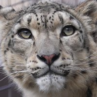 いわねこ (@irbister) 's Twitter Profile
