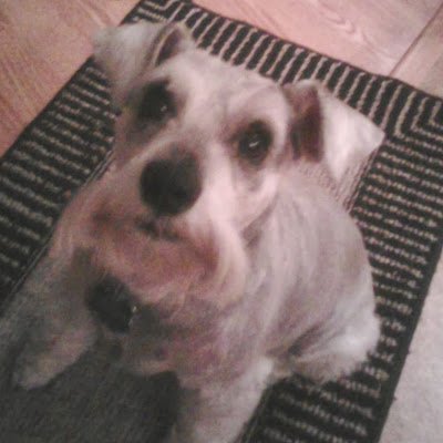 BetsyMadden13's profile picture. Mother of former Marine. So proud! Wife of carpenter. I Lover of Mini Schnauzers. NO DM'S!