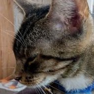 BereftHeaps's profile picture. I do funny modelling in blender

Discord server: https://t.co/2Eo9Gt8lyo