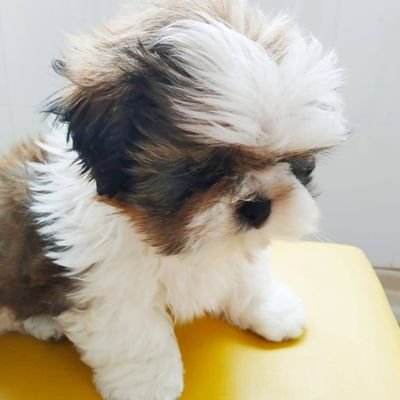 hugopima's profile picture. 