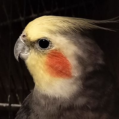 Yオウタロウさんのプロフィール画像
