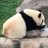 a_smilepanda