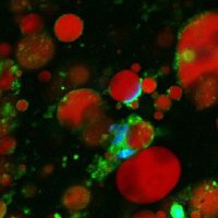 Rheumatology Lab CHUV UNIL (@rheumalab_chuv) 's Twitter Profile