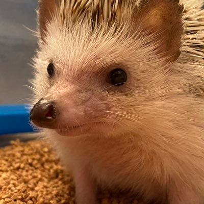 Liberty_bills's profile picture. 自由奔放🤟
